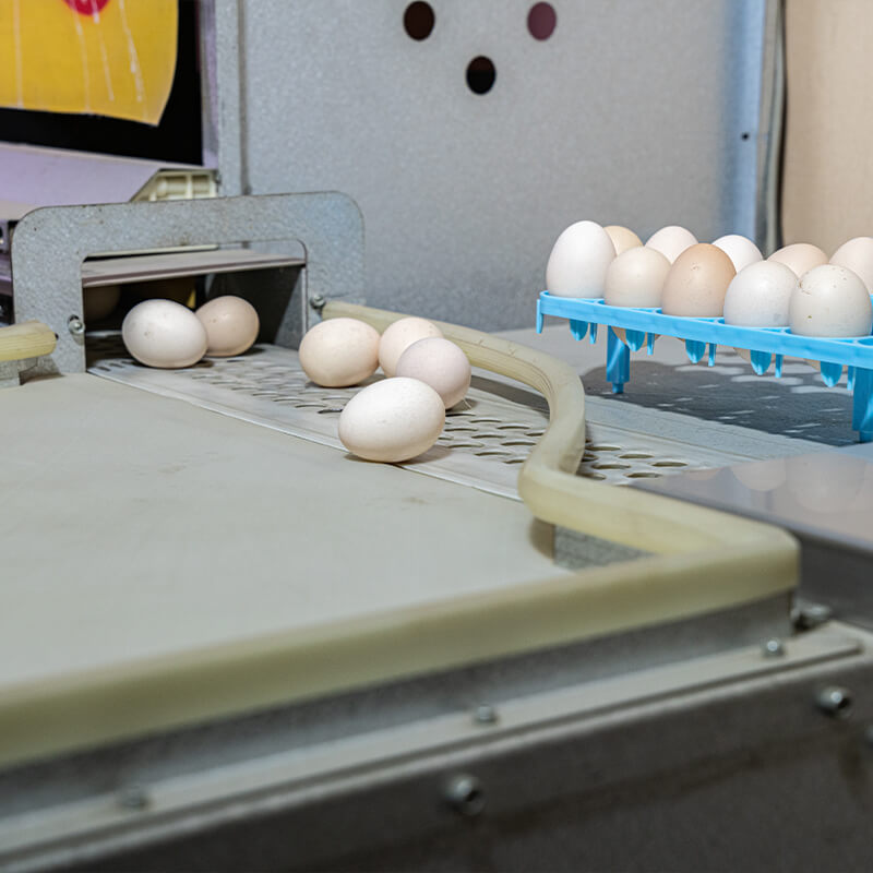 Automated Egg Harvester: BLJD-BD2+